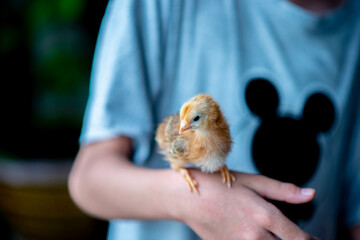 Baby chick standing on a hand