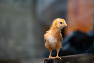 Baby chick standing on a plank
