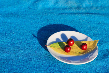 Red berries and a yellow leaf on a white saucer