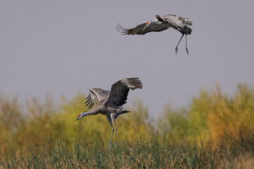 Sandhill cranes landing, seen in the wild in a North California marsh 