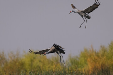 Sandhill cranes landing, seen in the wild in a North California marsh 