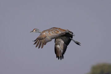Sandhill crane flying in beautiful light, seen in the wild in a North California marsh 