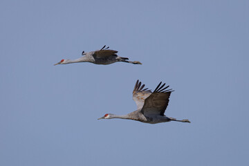 Sandhill cranes flying in beautiful light, seen in the wild in a North California marsh 