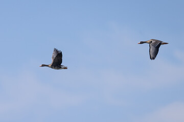 Greater White-fronted Geese flying together, seen in North California