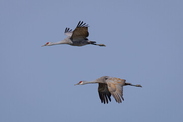 Sandhill cranes flying in beautiful light, seen in the wild in a North California marsh 