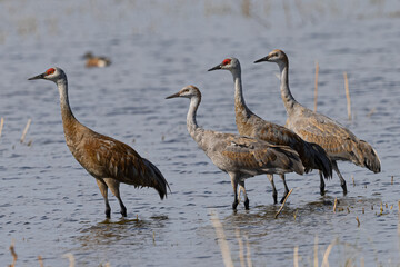 Sandhill cranes in beautiful light, seen in the wild in a North California marsh 