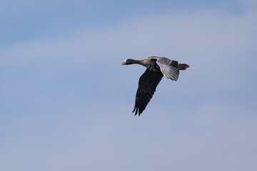 Greater White-fronted Goose flying, seen in North California