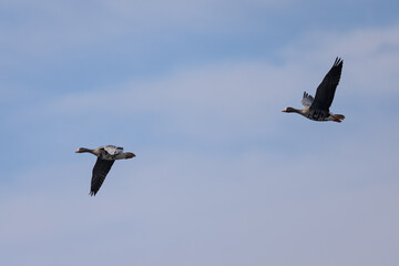 Greater White-fronted Geese flying together, seen in North California
