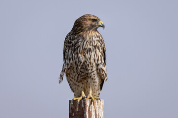 red-tailed hawk perched in beautiful light , seen in the wild in  North California 