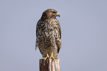 red-tailed hawk perched in beautiful light , seen in the wild in  North California 