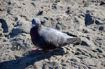 鳩