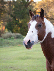 Fototapeta premium Paint horse head portrait