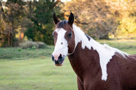 Brown and white horse portrait