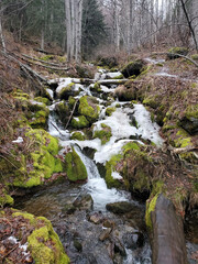 stream in the forest
