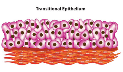 Biological illustration of transitional epithelium