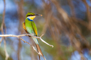Swallow-tailed Bee-eater on a branch overlooking the road in the Kalahari, South Africa