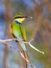 Swallow-tailed Bee-eater on a branch overlooking the road in the Kalahari, South Africa