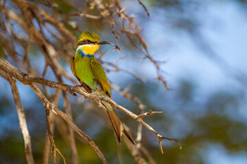 Swallow-tailed Bee-eater on a branch overlooking the road in the Kalahari, South Africa