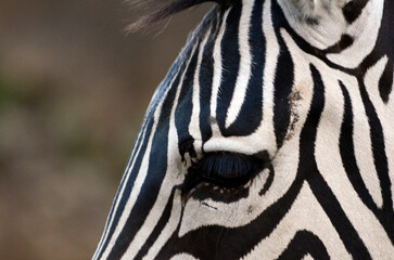 Naklejka premium シマウマ