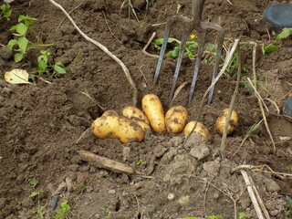 Harvesting potatoes by hand in the garden.