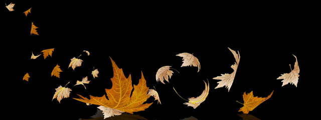 leaf leaves flying by the wind in autumn season background