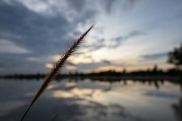 Fototapeta na wymiar Reeds at sunset