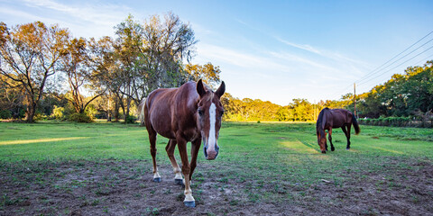 Web banner 2 horses in field - 1 walking toward camera