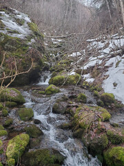 river in the forest