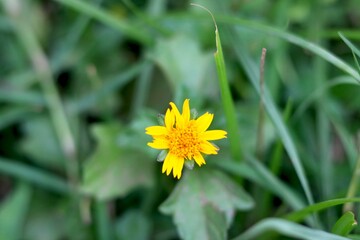 portrait view of small yellow flower in garden