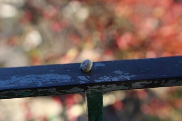 Snail on railing