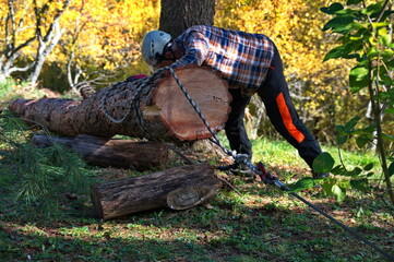 Lumberjack preparing the tree trunk for pulling out of forest