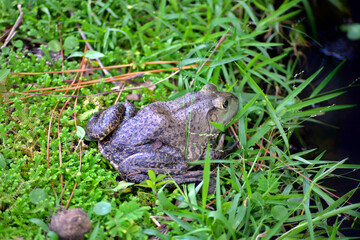 frog by pond
