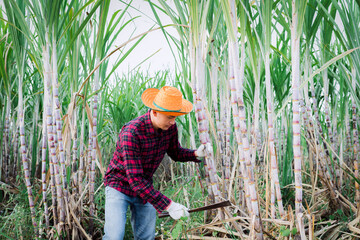 Sugarcane farmers harvest sugarcane crops on the farm.