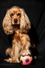 little cocker spaniel looking at the camera