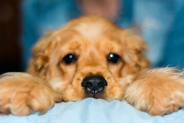 little cocker spaniel puppy looking at the camera