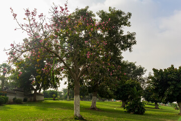 flower trees in the park in autumn 