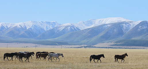 Altai mountain landscape, panorama autumn landscape background, fall nature view