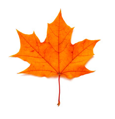 Naklejka na ściany i meble Maple autumn leaf. One autumn leaf isolated on white background.