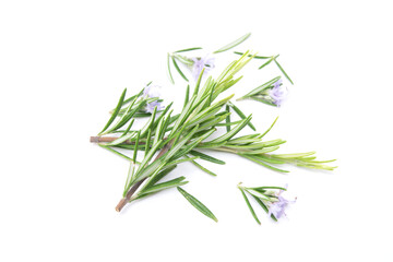 Naklejka premium Rosemary sprig flowering isolated on white background. Aromatic evergreen shrub