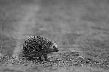 animal wild in nature hedgehog in the forest, european hedgehog runs © kichigin19