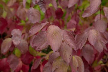 Background or Texture of the Autumn Coloured Bright Red Leaves and Stems on a Deciduous Siberian Dogwood Shrub (Cornus alba 'Sibirica') Growing in a Garden in Rural Devon, England, UK - obrazy, fototapety, plakaty