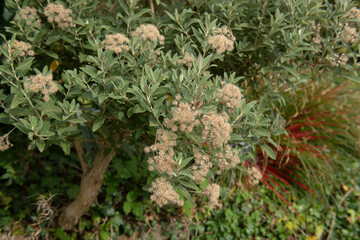 Fototapeta premium Fluffy Autumn Brown Seed Heads on a Hybrid Daisy Bush (Olearia x oleifolia 'Waikariensis') Growing in a Herbaceous Border in a Garden in Rural Devon, England, UK