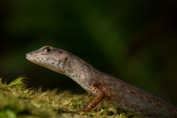 Closeup of an orange-tailed shadeskink (Saproscincus challengeri). Lamington National Park, Queensland, Australia.