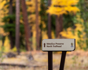 Fall Color Larch Trees in Oregon