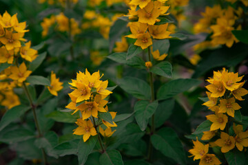 Beautiful spring yellow flowers. A flower bed with plants.