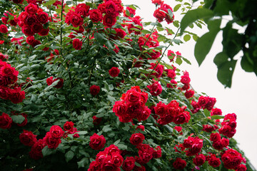 Beautiful bud of a red rose. Blooming plants in a flower bed.