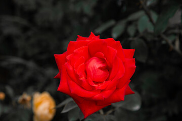 Spring bloom of beautiful red flowers. Summer background.