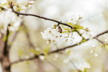 white cherry flowers. blooming cherry. Orchard