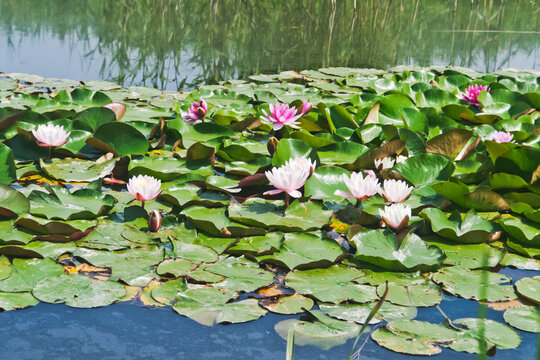 Pink lotuses in a lake . Candid.
