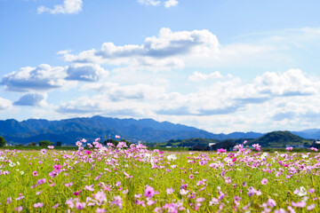 秋桜(香川県さぬき市)